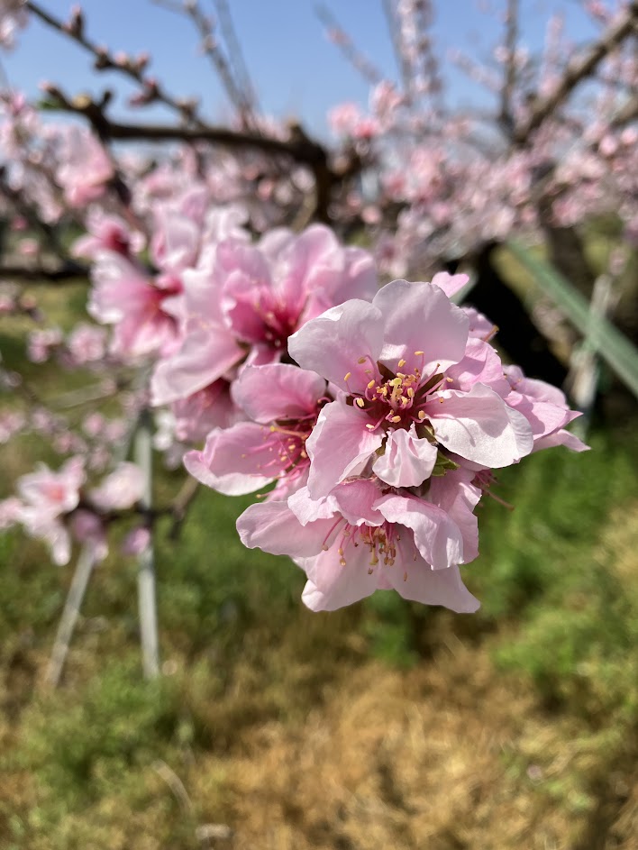 桃源郷の桃の花