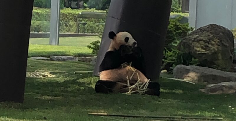 アドベンチャーワールド パンダ