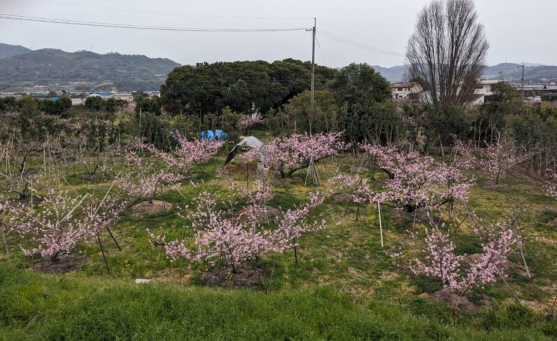 桃源郷